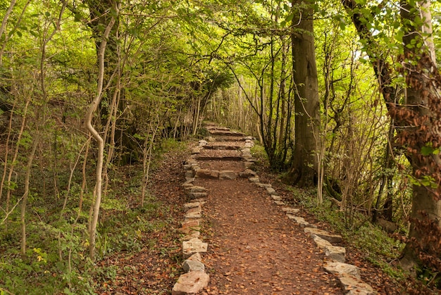 Um passeio na floresta - vale Wye