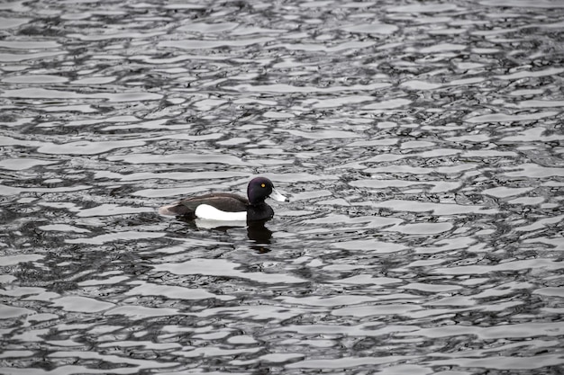 Um pato preto e branco nada em uma lagoa Foto Premium