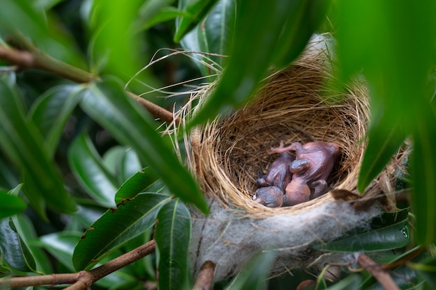 Um pequeno pássaro no ninho em uma árvore.