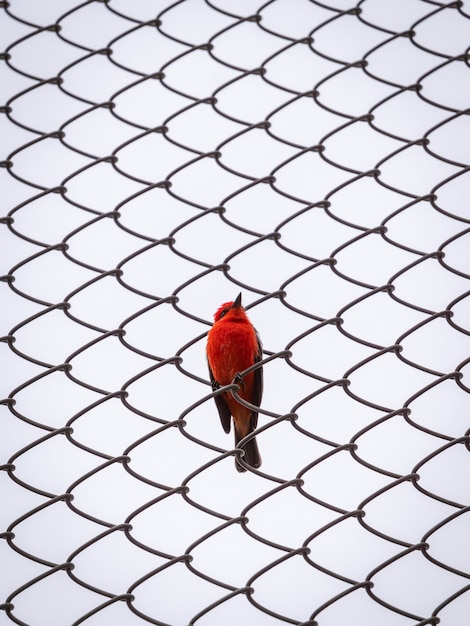 Foto grátis um pequeno pássaro vermelho passeriforme está posando para a câmera