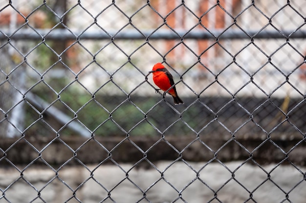 Um pequeno pássaro vermelho passeriforme está posando para a câmera