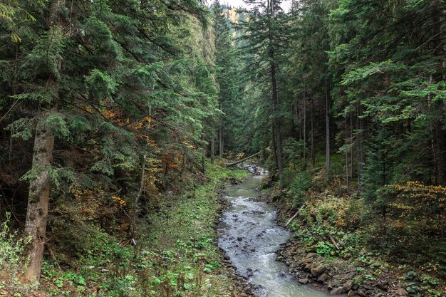 Foto grátis um pequeno rio em uma floresta de coníferas em uma área montanhosa