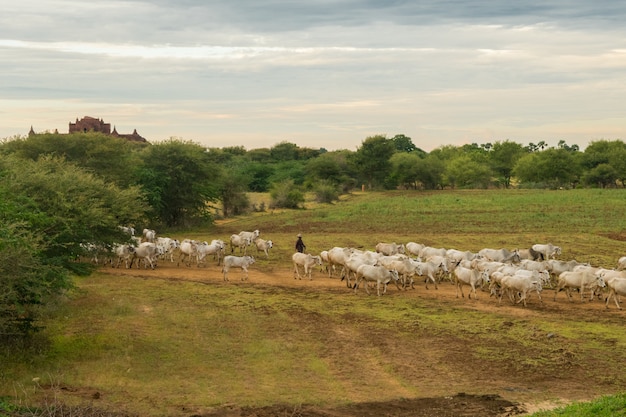 Foto grátis um pôr do sol tranquilo e descontraído com um rebanho de gado zebu em myanmar