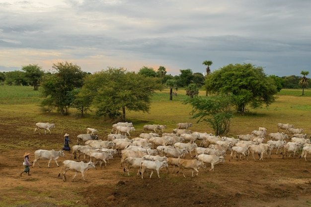 Um pôr do sol tranquilo e descontraído com um rebanho de gado zebu em Myanmar