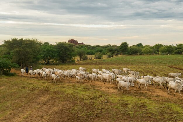 Um pôr do sol tranquilo e descontraído com um rebanho de gado zebu Mianmar