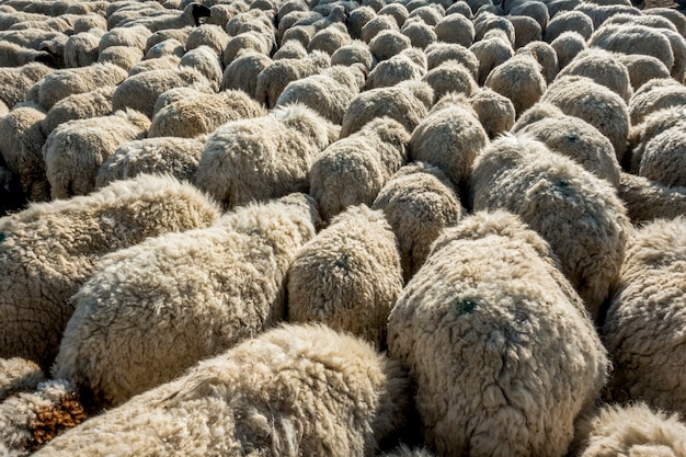 Um rebanho de ovelhas na Índia