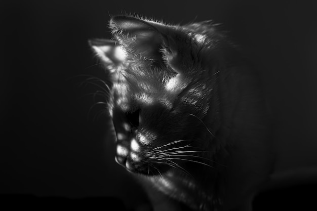 Um retrato preto e branco de um gato doméstico olhando para baixo