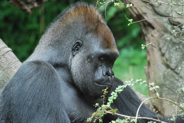 Um rosto muito triste de um gorila de dorso prateado.