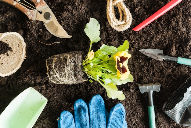 Um, visão aérea, de, amor-perfeito, planta, cercado, com, ferramentas jardinagem, ligado, solo, para, plantar