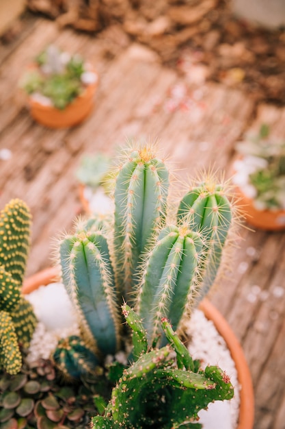 Um, visão aérea, de, cacto potted, planta