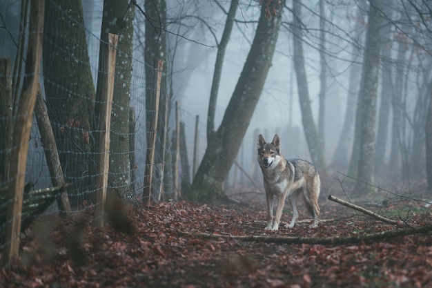 Um wolfdog marrom e branco com raiva no meio das folhas vermelhas perto de uma cerca espinhosa em uma floresta