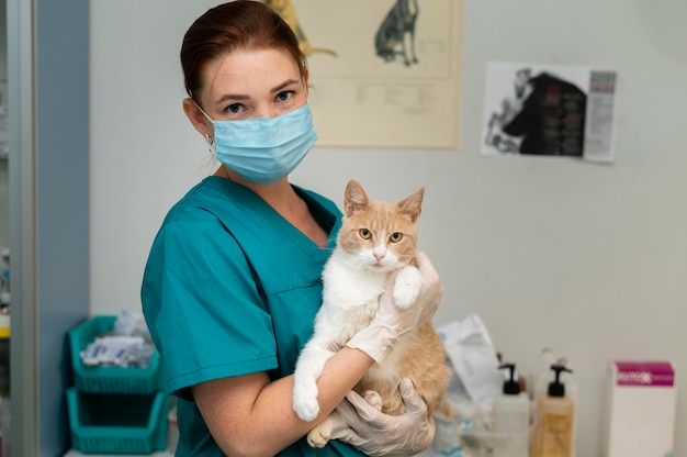 Um zoom no veterinário a cuidar de um gato.