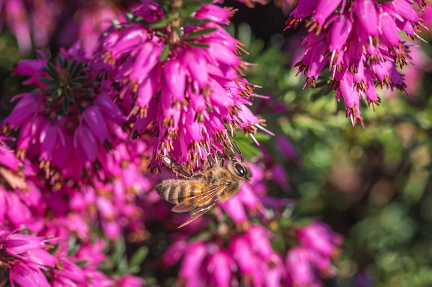 Uma abelha coletando néctar em lindas flores roxas da família da loosestrife e da romã