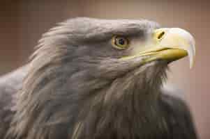 Foto grátis uma águia dourada olhando para longe