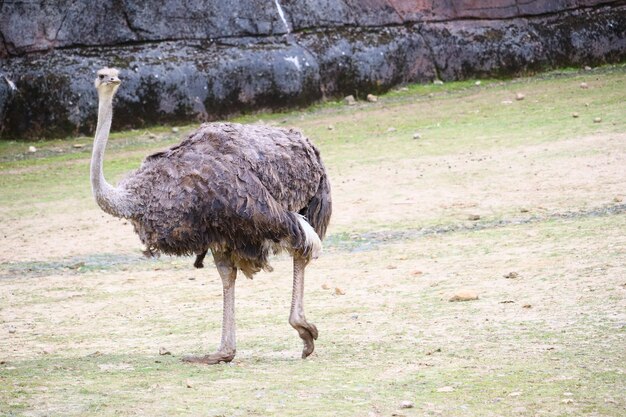 uma avestruz caminhando em um campo gramado