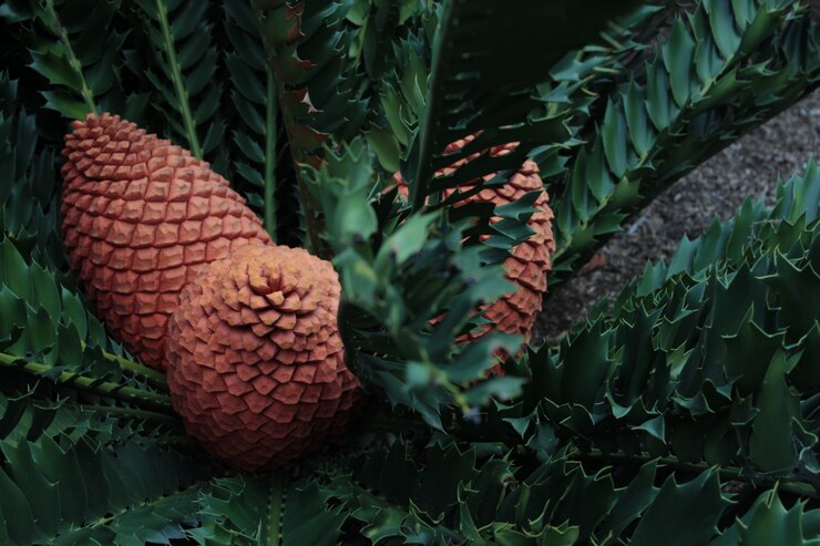Foto grátis uma bela foto da planta cycad
