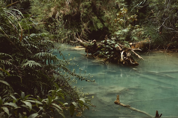 Uma bela foto de um lago cercado por árvores e plantas