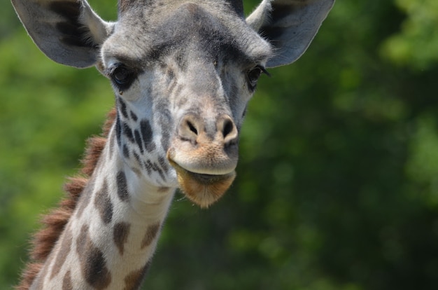 Uma bela olhada no rosto de uma girafa de perto e pessoal.