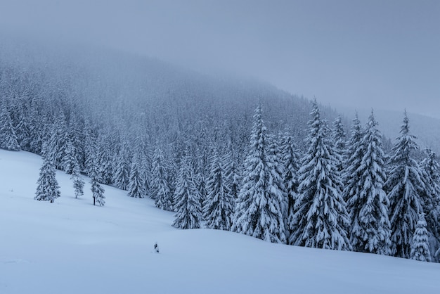 Uma cena calma de inverno. Abetos cobertos de neve estão em um nevoeiro.