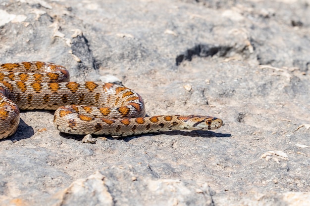 Uma cobra leopardo adulta ou um rato-rato europeu, Zamenis situla, deslizando nas rochas em Malta