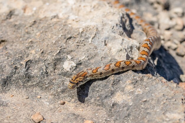 Uma cobra leopardo adulta rastejando nas rochas em Malta