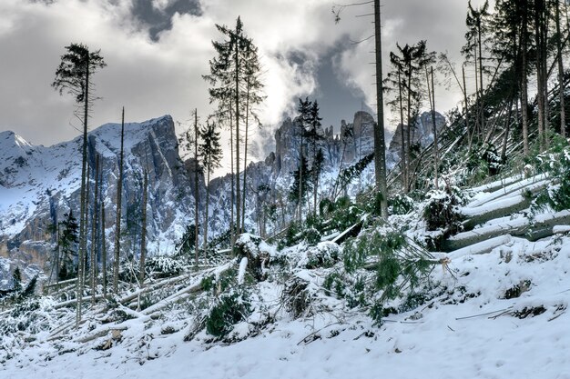 Uma colina com muitas árvores sem folhas cercada por altas montanhas rochosas cobertas de neve nas Dolomitas