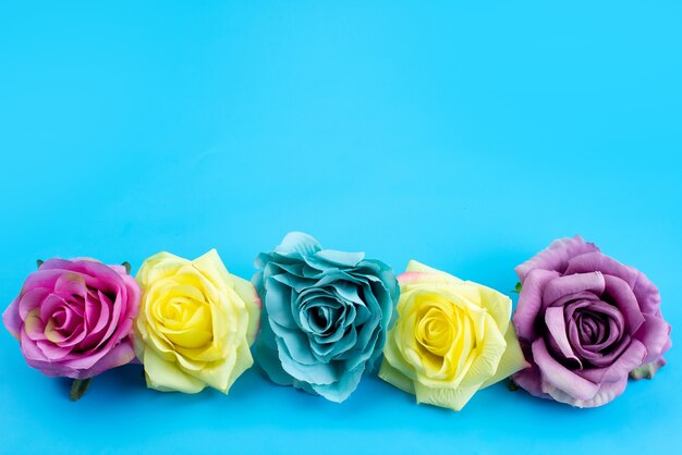 Uma composição de flor de vista frontal colorida e elegante em azul, planta de cor de flor