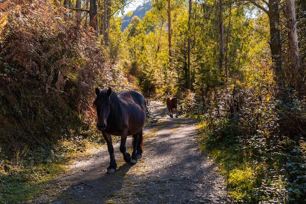 Uma égua mãe caminhando por um caminho com seu filho no monte urdaburu, errenteria. gipuzkoa