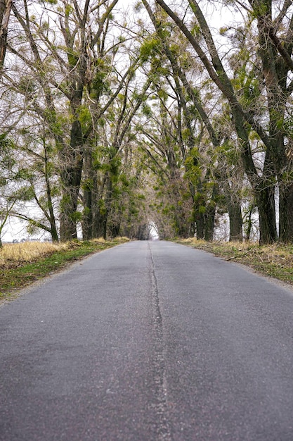 Uma estrada asfaltada fugindo para longe entre árvores densas