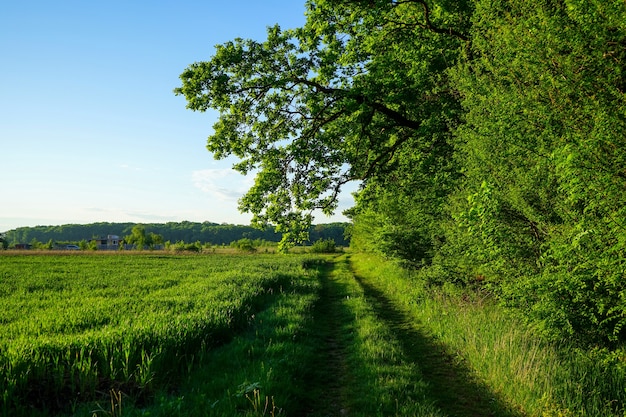 Uma estrada rural com grama verde perto de uma floresta verde e um campo de trigo