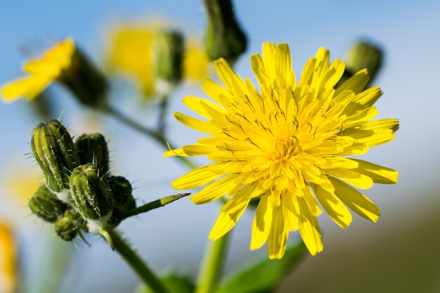 Uma flor amarela de cardo de porca lisa, Sonchus oleraceaus, em flor nas ilhas maltesas