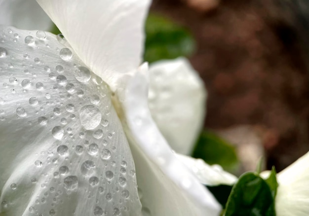 Uma flor branca com gotas de água sobre ela