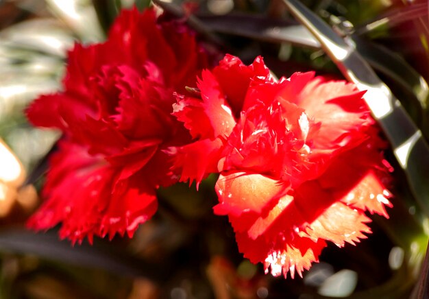 Uma flor vermelha com uma borda branca