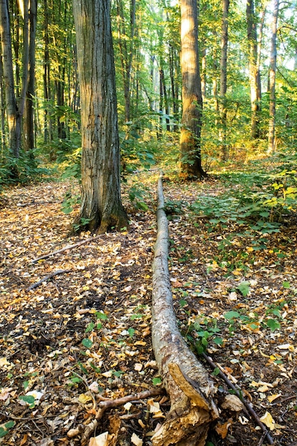 Uma floresta com muitas árvores altas e arbustos verdes e amarelos, folhas caídas e árvores no chão, Chisinau, Moldávia