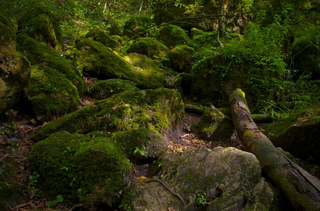 Uma floresta verde coberta de musgo nas montanhas da adygea rússia