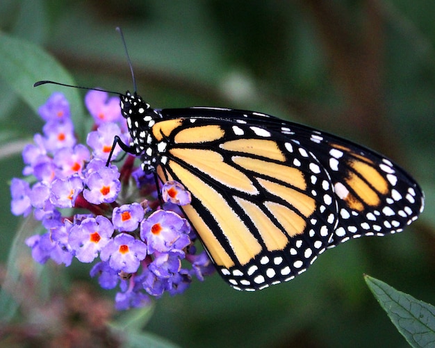 Uma foto em close da borboleta monarca em flores roxas