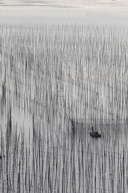 Uma foto vertical de um lago com plantas altas