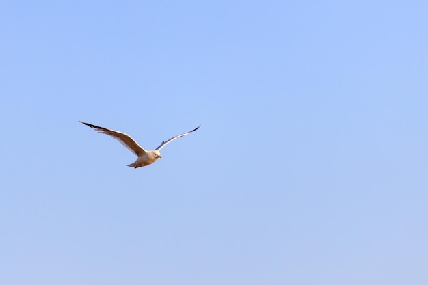 Uma gaivota voando no céu azul. foto de alta qualidade