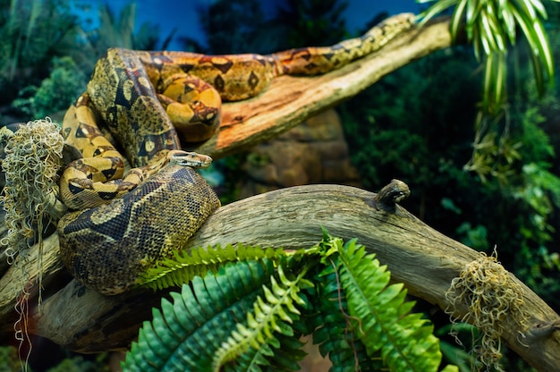 Uma grande cobra jibóia em um galho de árvore na selva. cobra python no habitat Foto Premium