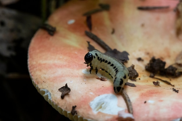 Uma lagarta rasteja em um grande cogumelo rosa na floresta de outono. fechar-se