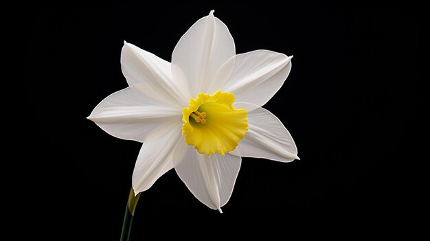Uma linda flor de narciso branco