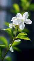 Foto grátis uma linda flor na natureza