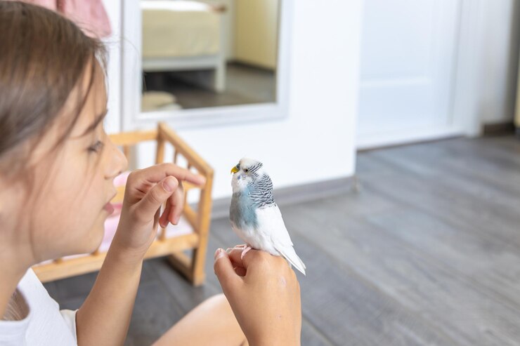 Foto grátis uma linda menina está brincando com um papagaio branco e azul conceito de animais de estimação
