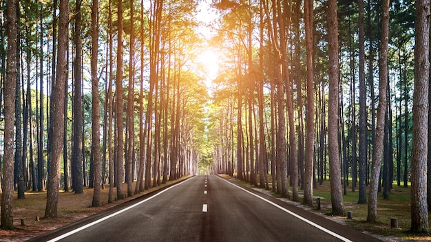 Uma longa estrada reta na floresta.