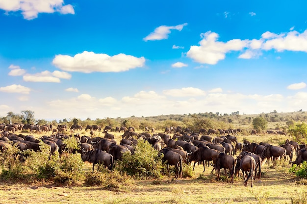 Uma manada de gnus durante a grande migração no parque nacional masai mara. quênia, áfrica.