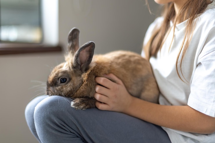 Foto grátis uma menina bonita está brincando com um coelho de estimação conceito de animais de estimação