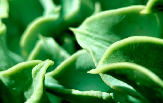 Uma planta com folhas verdes e uma faixa branca.