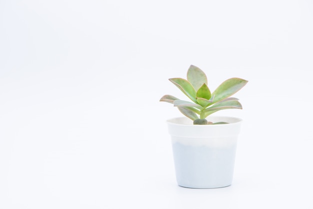 Uma planta suculenta em vasos