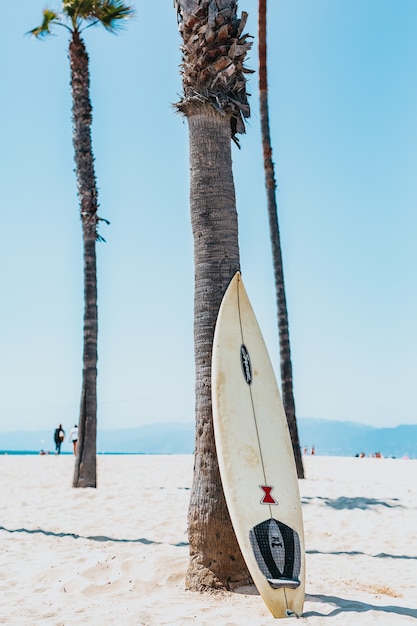 Uma prancha de surfe preta e branca apoiada em uma palmeira mexicana cinza