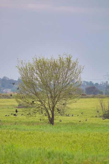 Uma única árvore com pássaros em um campo verde